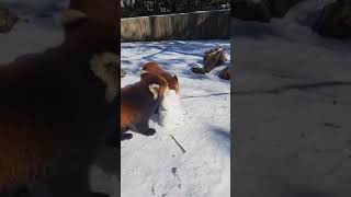 Red Pandas Taking Down a Snowman - Cincinnati Zoo #shorts