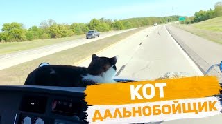 Кот дальнобойщик