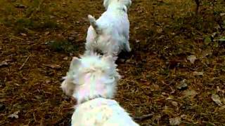 Sonata Snow Danwest & Assoll Vilniaus Vesta