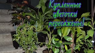 Купленные цветочки требуют срочной пересадки! Как пересадить цветы?!