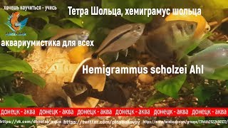 Тетра Шольца, хемиграмус шольца, Hemigrammus scholzei Ahl, как отнерестить рыбку