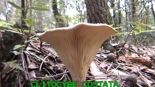 I miei funghi dalla A alla Z - capitolo nono - da diavolorosso -
