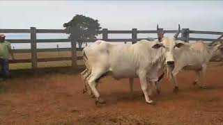 Vende 93 vacas todas paridas