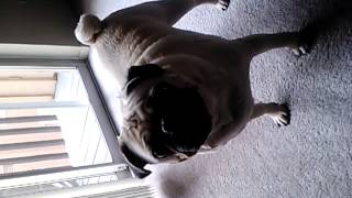 Vicious pug growling