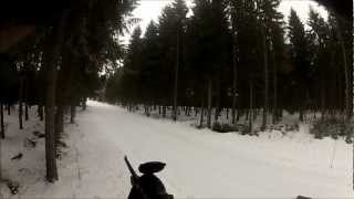 wild boar hunt in sweden