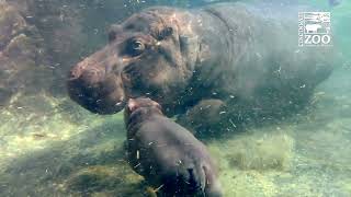 Hippo Fiona Continues Her Introduction to Little Hippo Brother Fritz - Cincinnati Zoo