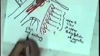 axilla DR SAMEH GHAZY