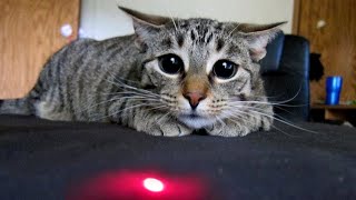 ПРИКОЛЫ С ЖИВОТНЫМИ Смешные КОТЫ и СОБАКИ | Приколы с котами | СМЕШНЫЕ КОШКИ 2022 #62