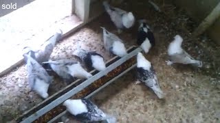 racing pigeons for sale