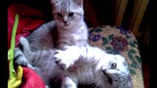 Funny cats