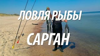 МОРСКАЯ РЫБАЛКА НА РЫБУ САРГАН С НОРМУНДОМ ГРАБОВСКИСОМ