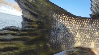 Щука на жерлицы. Первый лёд. Видео отчет за 11 ноября 2016. Подводная съёмка