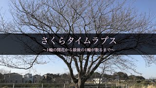 さくらタイムラプス 〜開花から満開、散り始めまでの31日間〜　ウェザーニュース