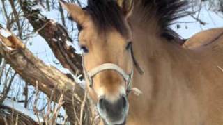 Horses Beauty -  LKJ zima 2011