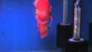 SLS Discus - Albino RGD / Red Cover