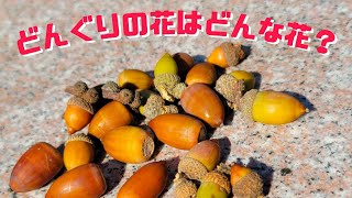 どんぐりはどんな花を咲かせるの!?