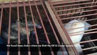 Rescuing Dogs from the Meat Market in Seoul, S.Korea