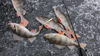 Зимняя рыбалка. Ловля окуня. Вертикальное блеснение со льда