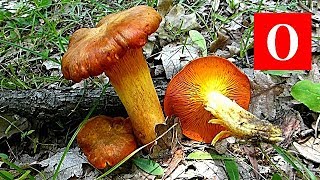 Zavodnica - Omphalotus olearius