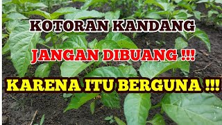 CARA MEMBUAT MEDIA TANAM UNTUK SEMAI CABE RAWIT. TANAMAN MENJADI SUBUR.