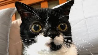 Woman can't believe her dwarf cat is real