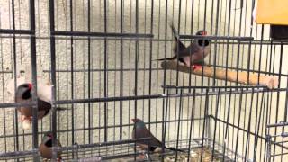 2015 Shaft-tail finches