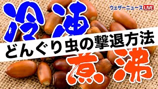 【冷凍・煮沸】どんぐり虫の撃退方法