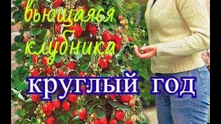 вьющаяся клубника которая плодоносит постоянно