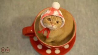 Мурка кошечка кошурка
