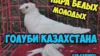ПАРА БЕЛЫХ ДВУХЧУБЫХ ГОЛУБЕИ ► #ГОЛУБИ ШЫМКЕНТА ► ГОЛУБИ КАЗАХСТАНА ►  Pigeons ► doves ► dove