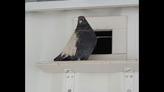 Николаевские голуби  г Тюмень Кировоградские сиреневые полёты