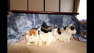 こたつの4匹の猫 200205