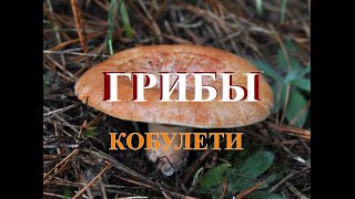 ГРИБЫ Кобулети სოკო ქობულეთი Аджария Грузия