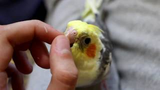 ПЕРВЫЕ ПОЛЁТЫ ПТЕНЦА КОРЕЛЛЫ | РАЗВИТИЕ ПОПУГАЯ | PetMania
