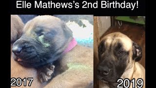 Elle Mathews's 2nd Birthday! Elle The Mastiff