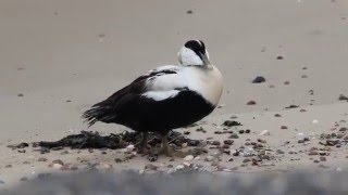 Vroege Vogels - Eider wast zich grondig