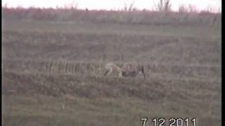 greyhounds-hunting