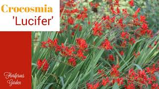 Crocosmia 'Lucifer'