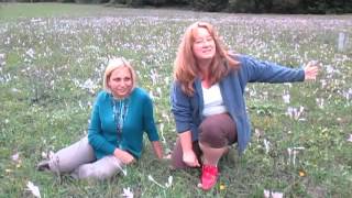 Осенние Крокусы