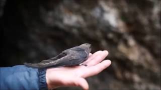 Unlocking the Mysteries of the Black Swift
