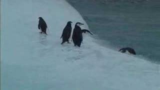 Leopard Seal - Kill