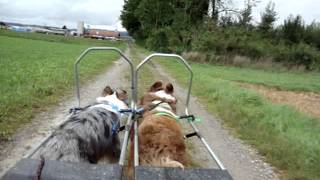 Viperdogs Dog-Cart Team (Dakota & Jake - Training August 2012)