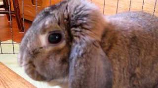 Adoptez Elizabeth la lapine! - Adopt Elizabeth the rabbit! Video #3