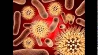 Hongos y Bacterias