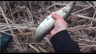 Turna ve Tatlısu Levreği avı yakala bırak..