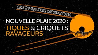 Nouvelle plaie de 2020 : les tiques & criquets ravageurs