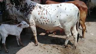 چولستانی گائے بہت خوبصورت 15 لیٹر at malo mor mandi jhang Pakistan