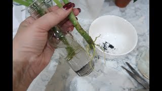 Как БЫСТРО и ПРОСТО укоренить любой черенок
