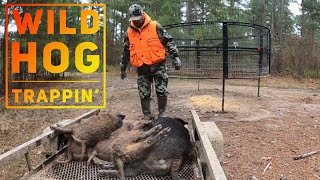 WILD HOG TRAPPING ???”Two Traps At One Time?" at Hollis Farms
