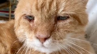 Woman drives 400 miles to save the saddest cat